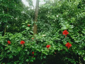 China Rose flower. Let me know if you need it.
