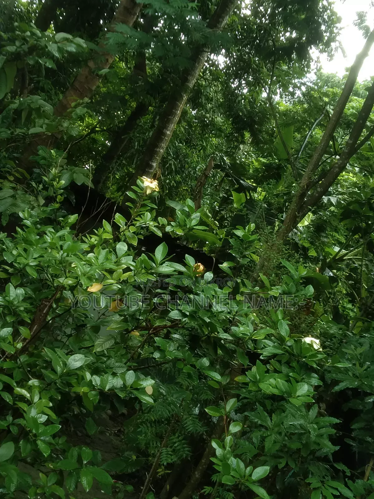 Gondharaj Flower. Let me know if you need it.