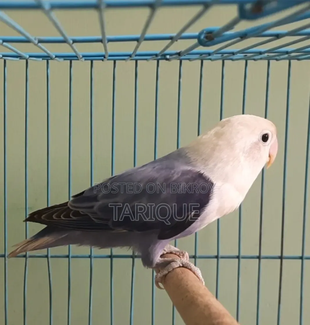 ভায়োলেট অপালাইন লাভ বার্ড