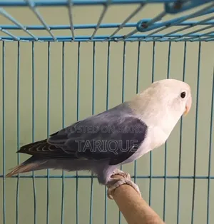 ভায়োলেট অপালাইন লাভ বার্ড