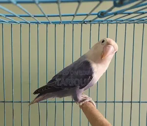 ভায়োলেট অপালাইন লাভ বার্ড