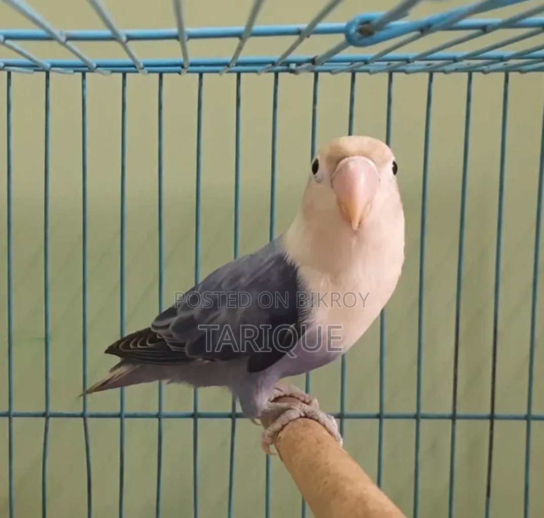 ভায়োলেট অপালাইন লাভ বার্ড