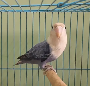 ভায়োলেট অপালাইন লাভ বার্ড