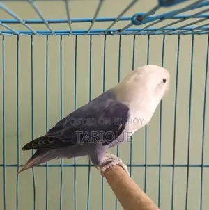 ভায়োলেট অপালাইন লাভ বার্ড