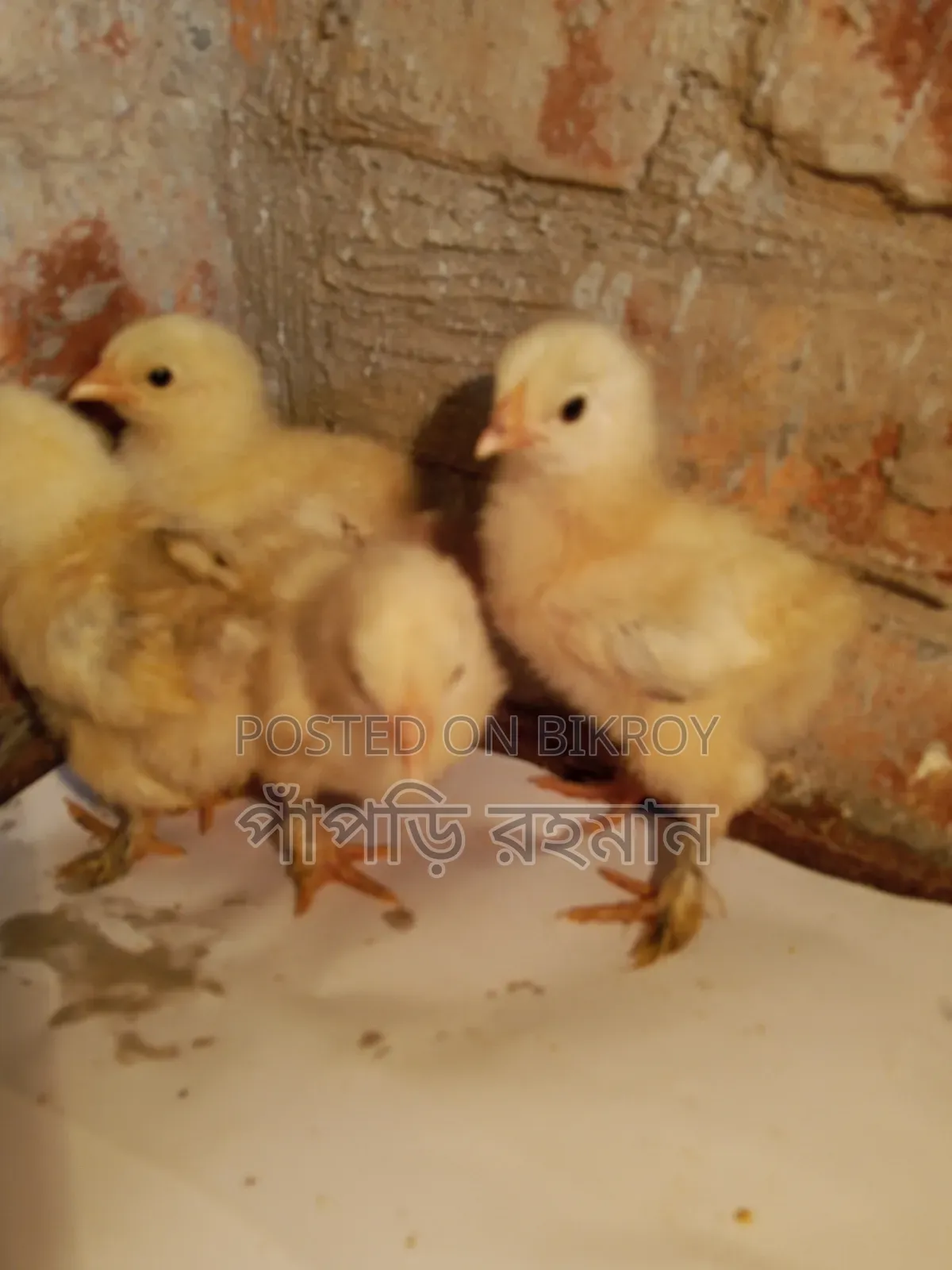 Brahma Chick 15 Days Old