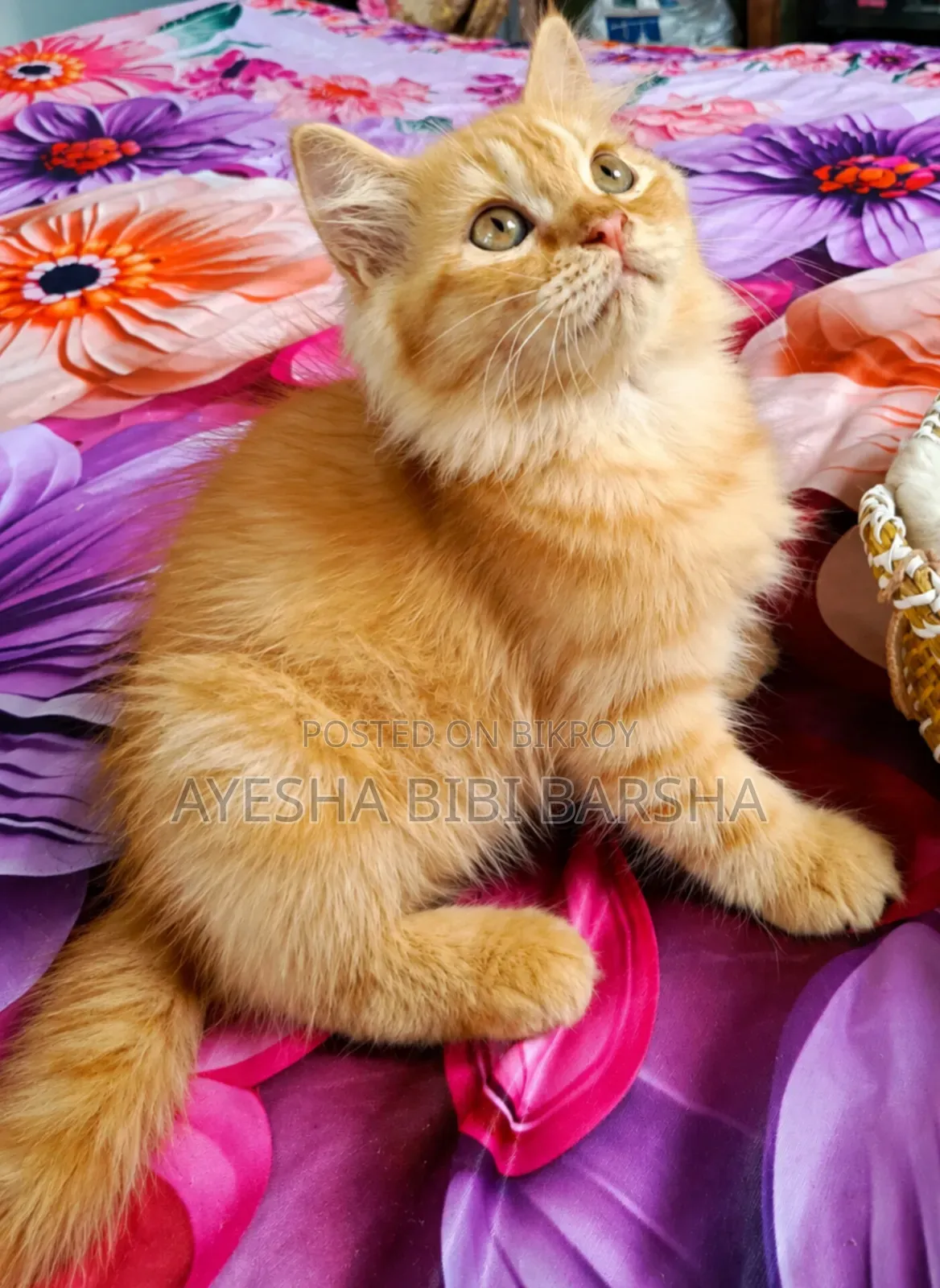 ১-৩ মাসের মাদি খাঁটি পার্সিয়ান