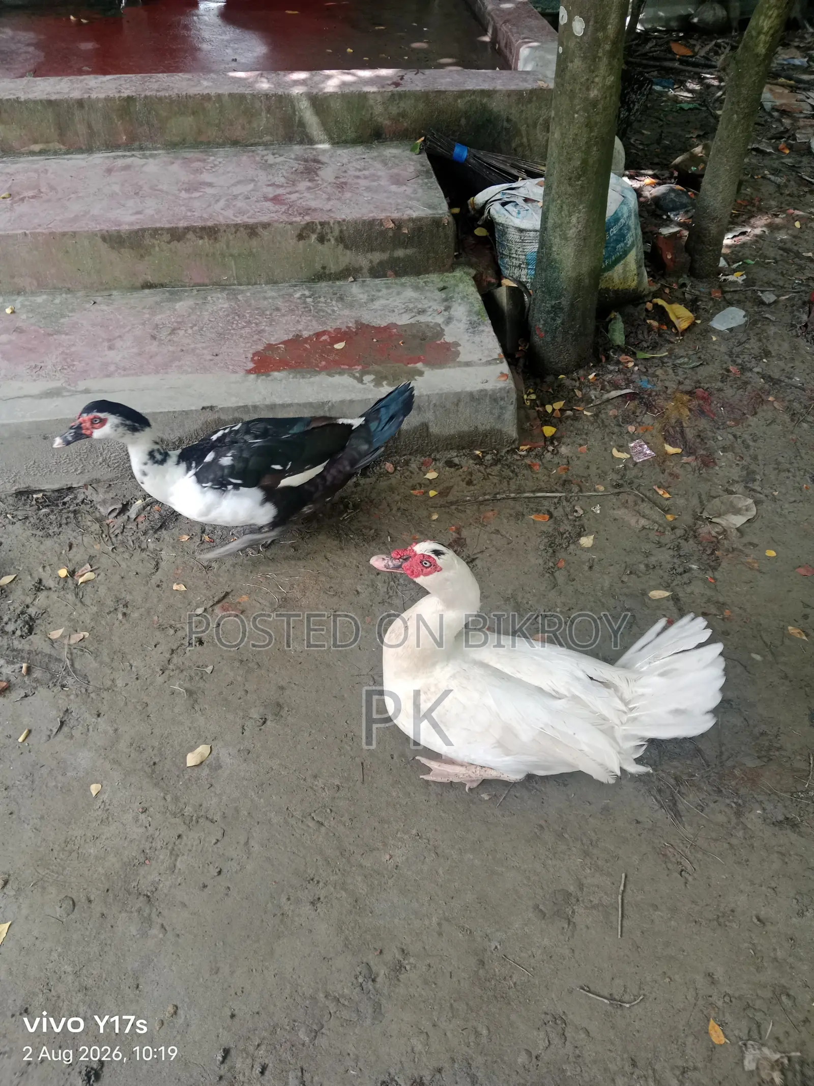 Muscovy Duck