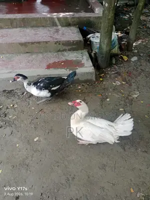 Muscovy Duck