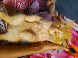 ১-৩ মাস বয়সী স্ত্রী পিওরব্রেড পার্সিয়ান
