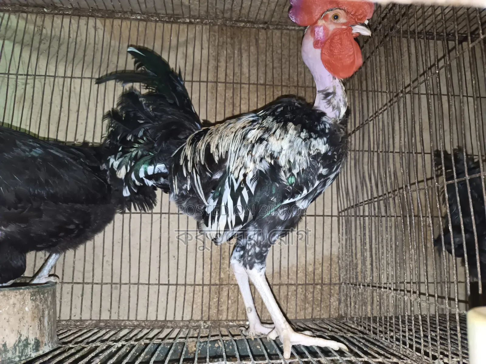 Deshi Neck Slit Chicken