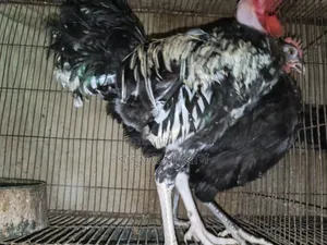 Deshi Neck Slit Chicken