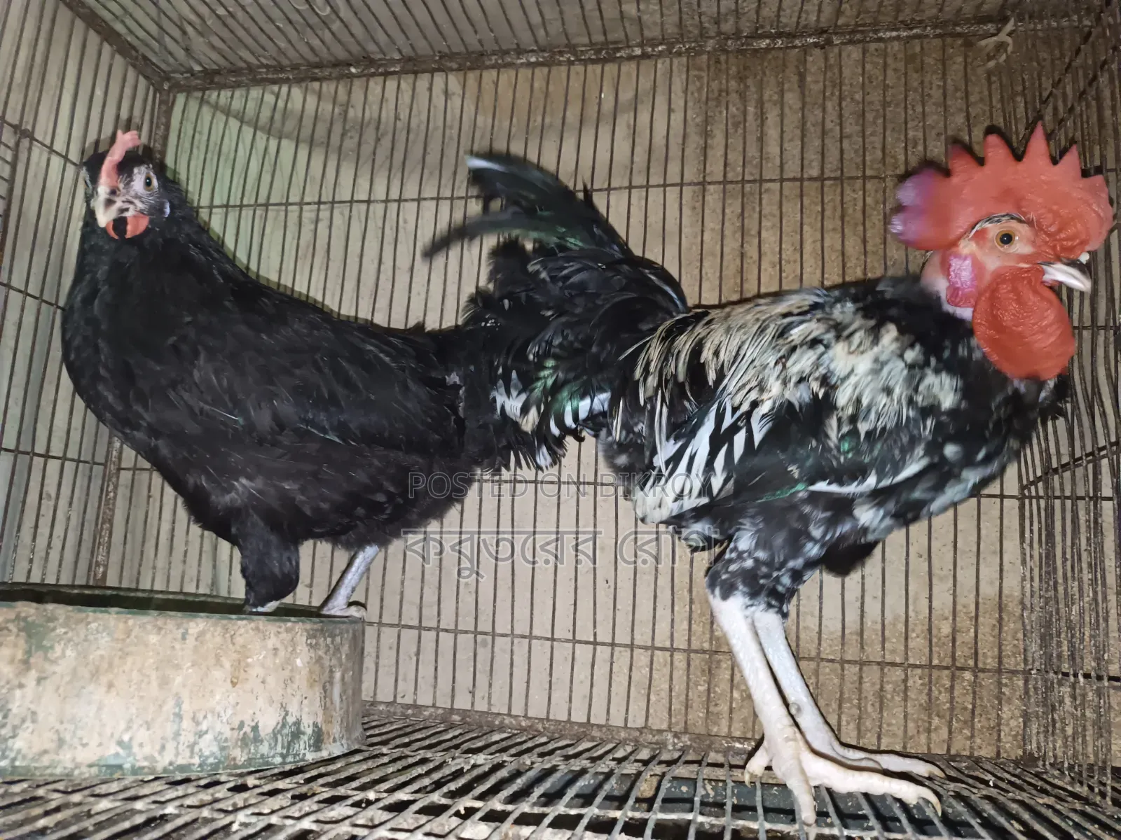 Deshi Neck Slit Chicken