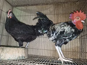 Deshi Neck Slit Chicken
