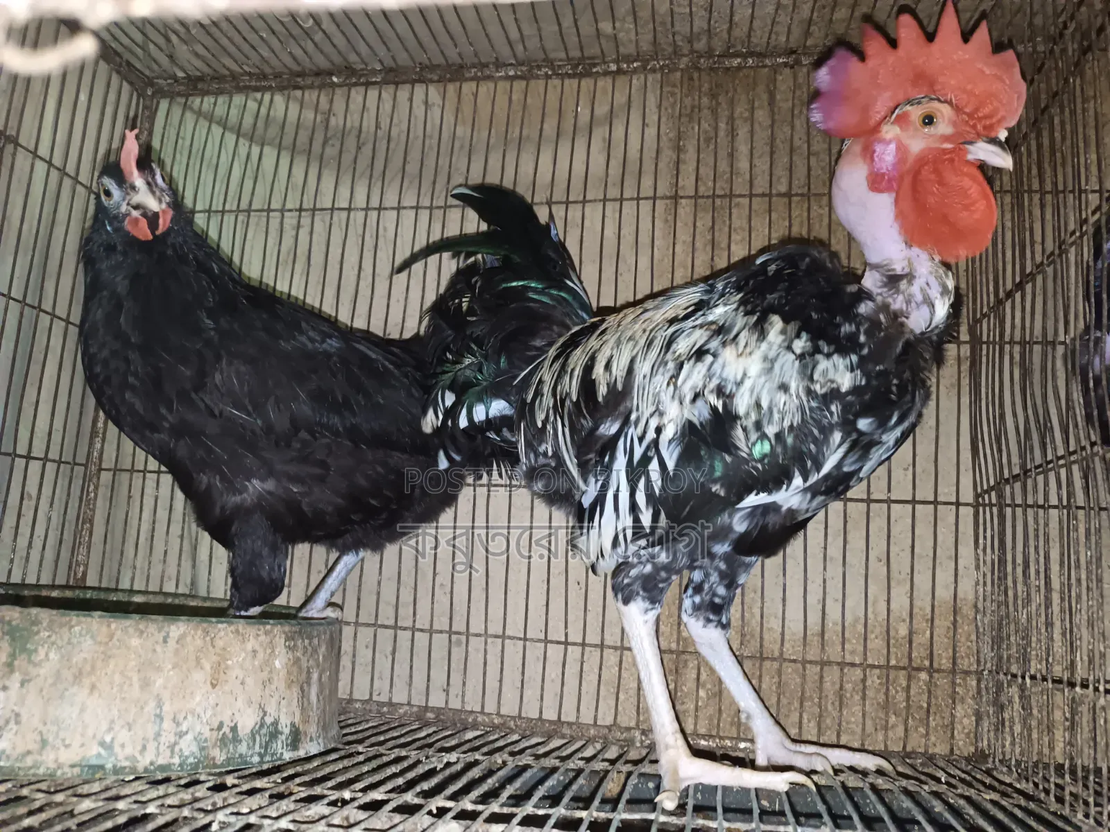 Deshi Neck Slit Chicken