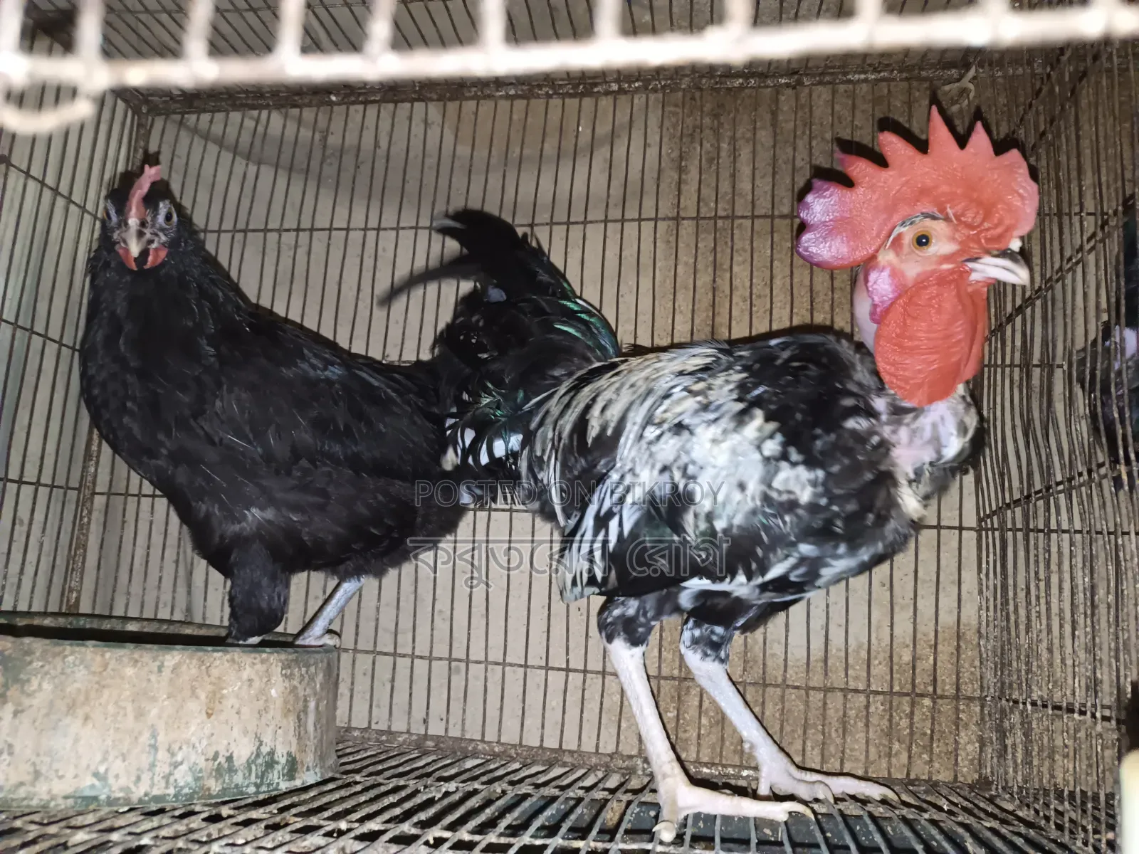 Deshi Neck Slit Chicken