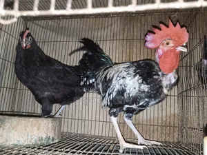Deshi Neck Slit Chicken