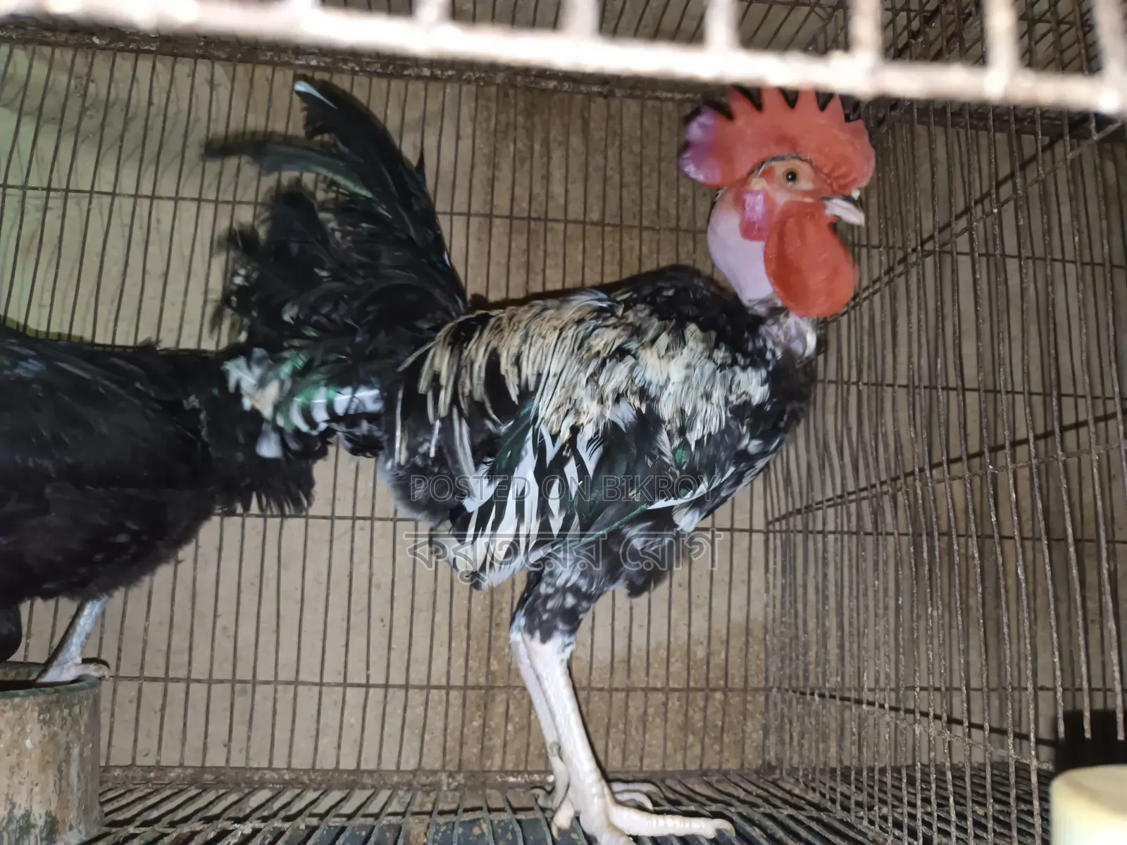Deshi Neck Slit Chicken
