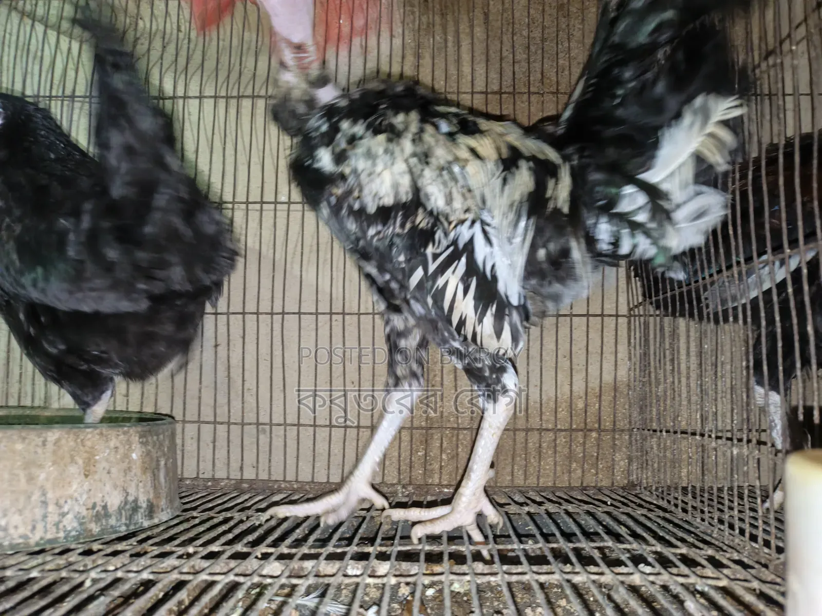 Deshi Neck Slit Chicken