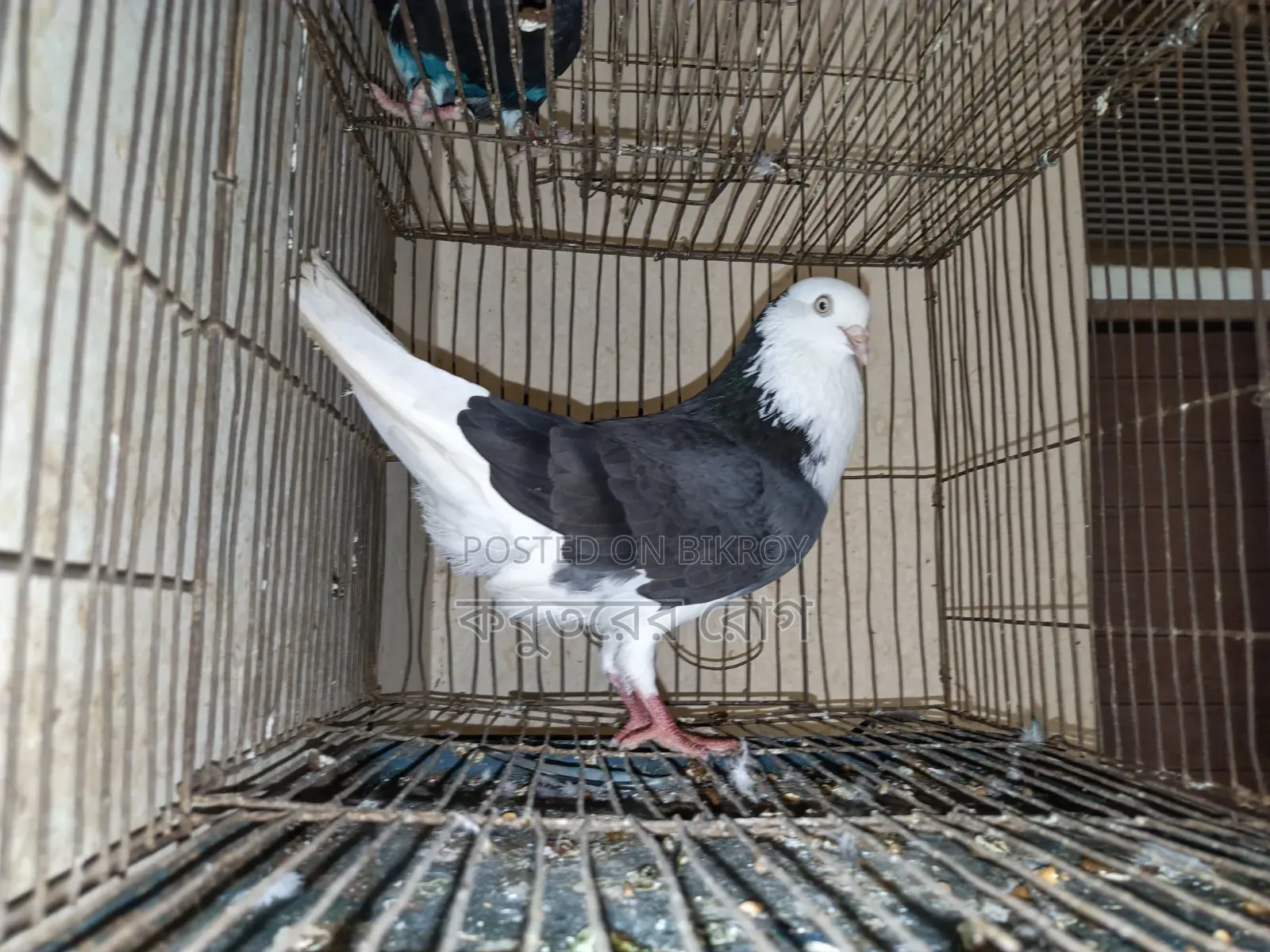 Gorra Pigeon Active Male