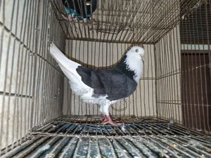 Gorra Pigeon Active Male