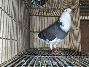 Gorra Pigeon Active Male