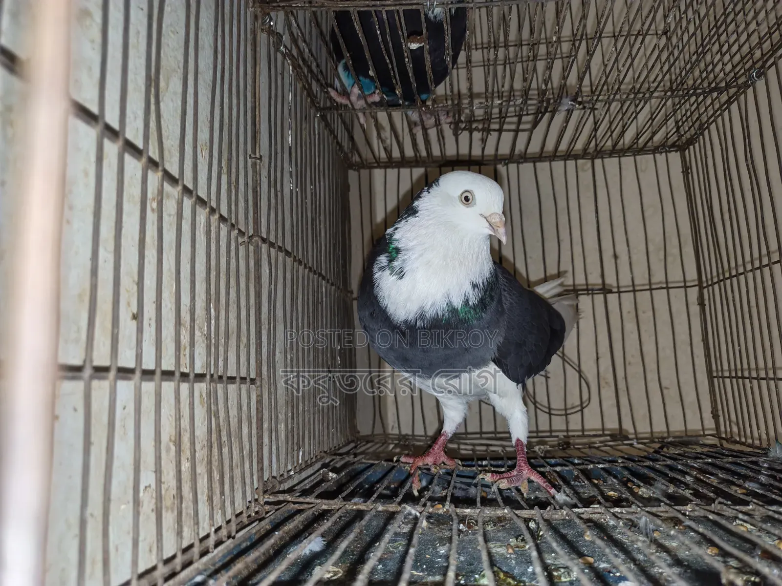 Gorra Pigeon Active Male
