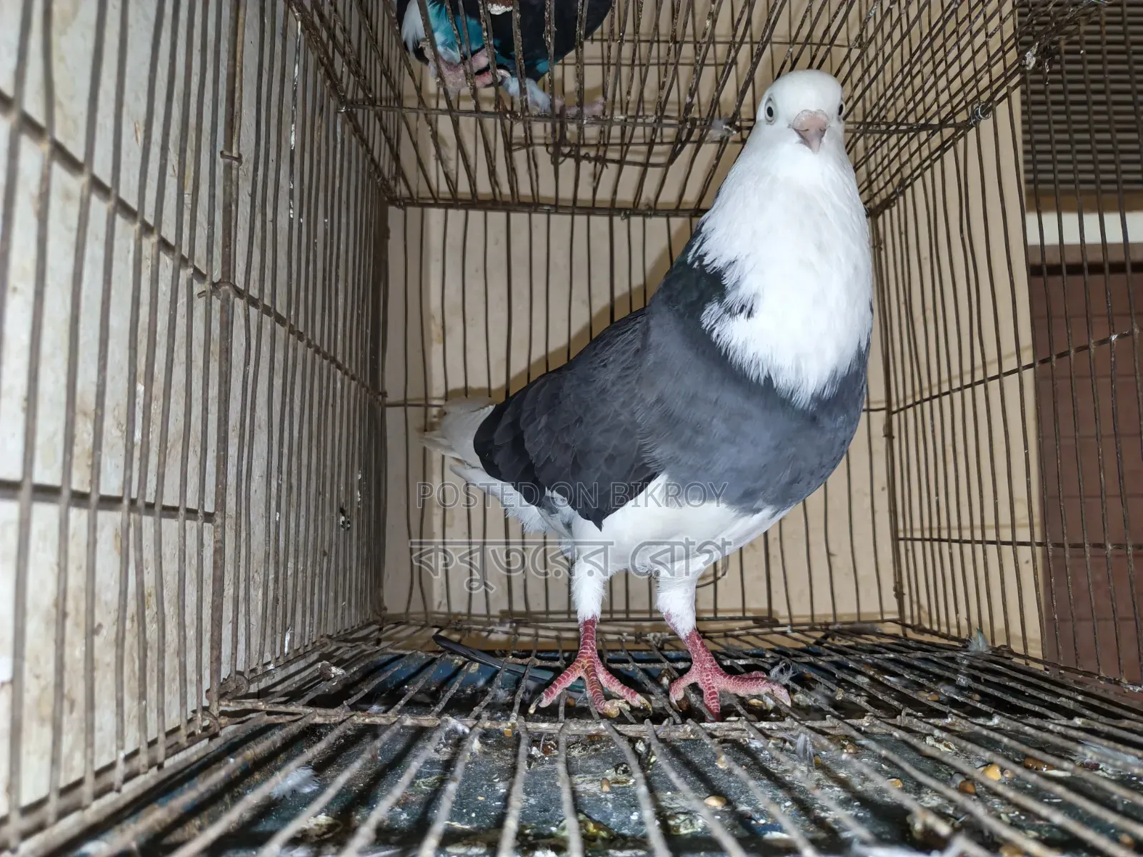 Gorra Pigeon Active Male