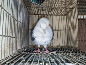 Gorra Pigeon Active Male