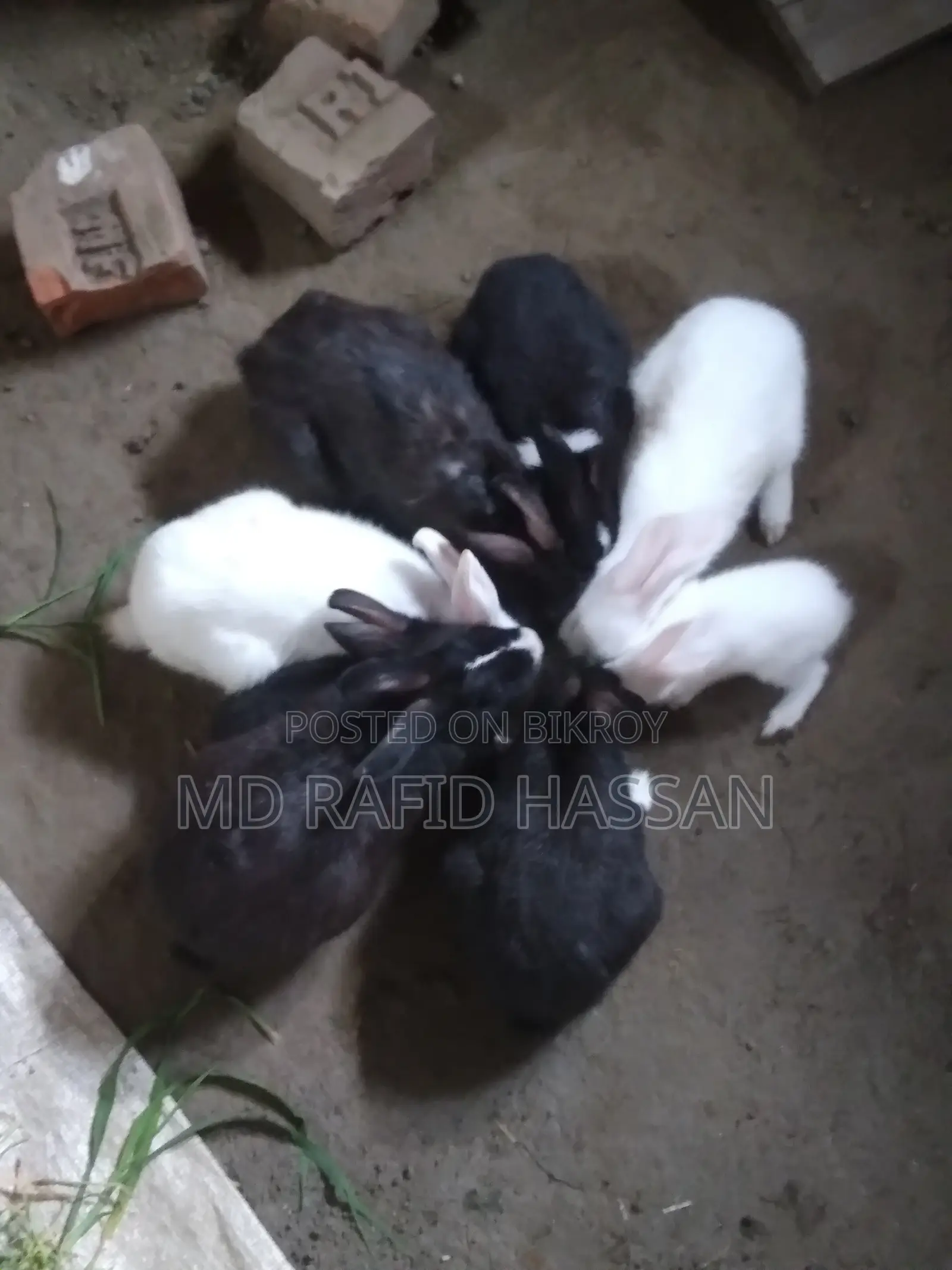 4 Rabbits for Sale