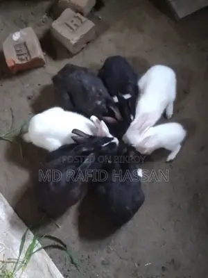4 Rabbits for Sale