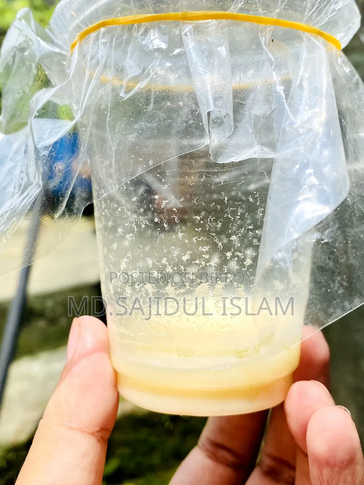 Microworm for Fish