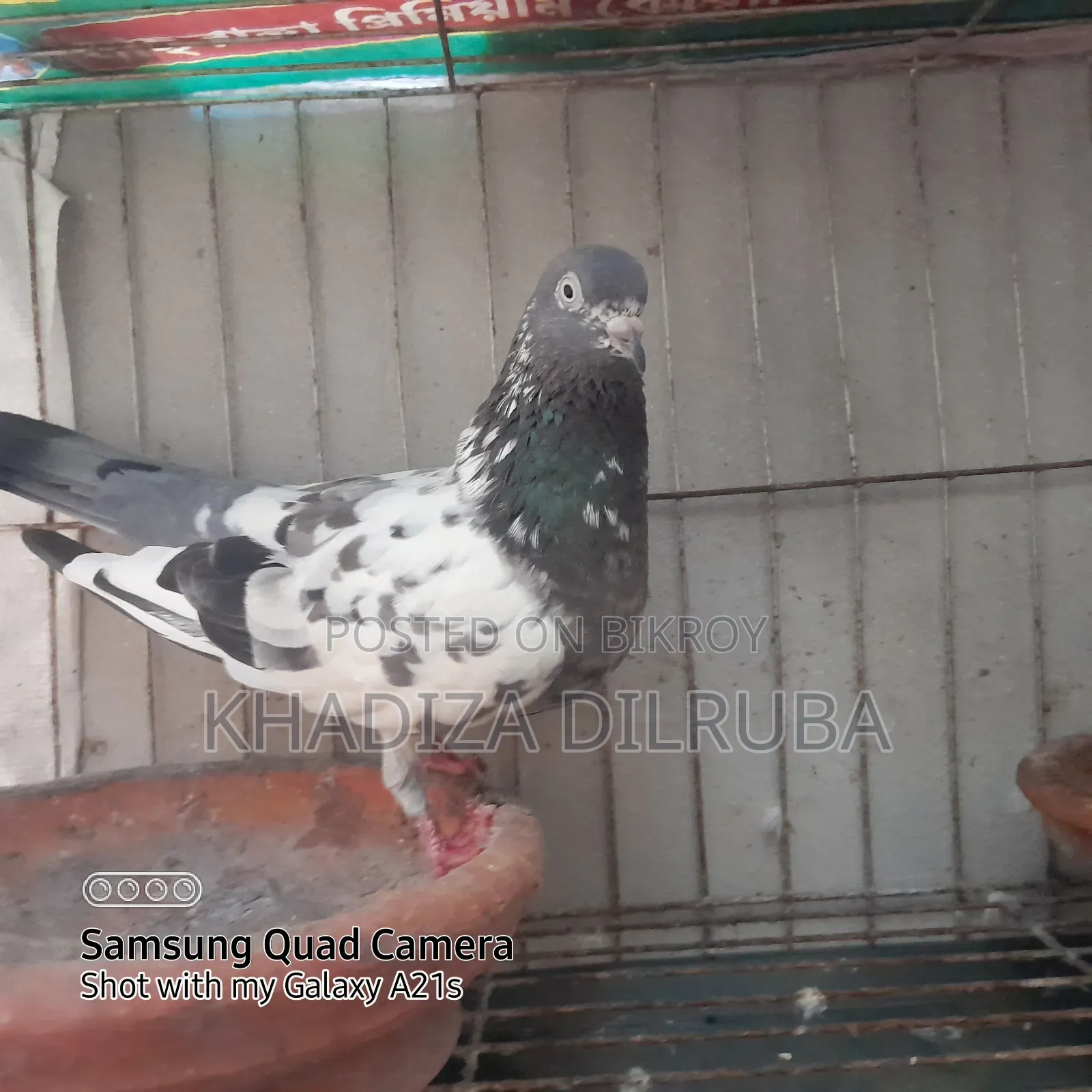 গিরিবাজ জোড়া