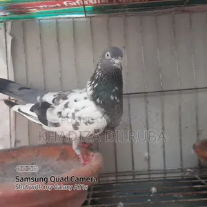 গিরিবাজ জোড়া