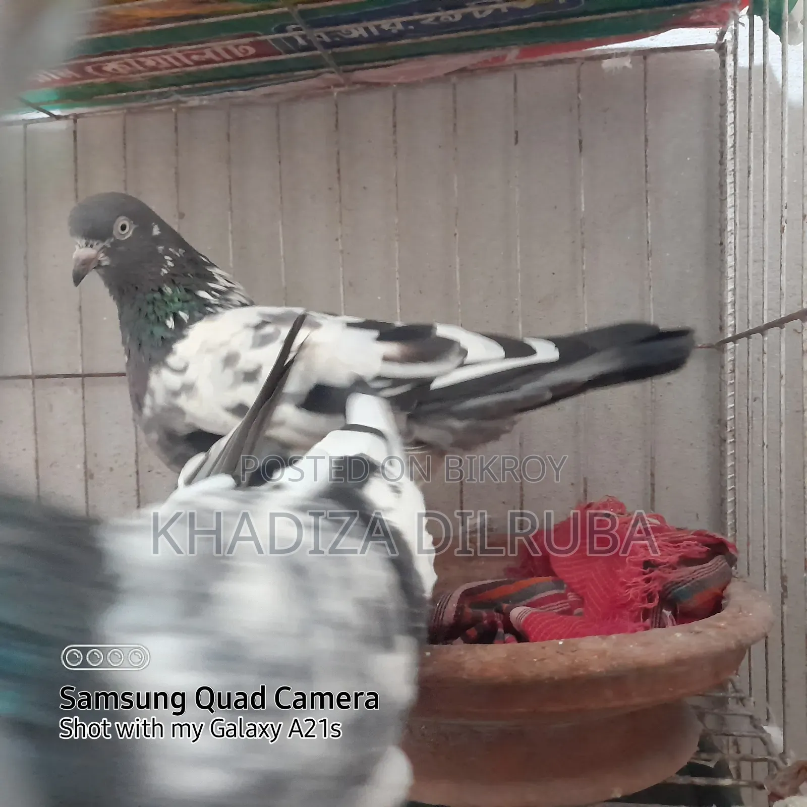 গিরিবাজ জোড়া