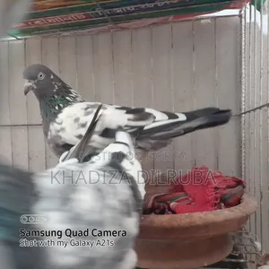 গিরিবাজ জোড়া