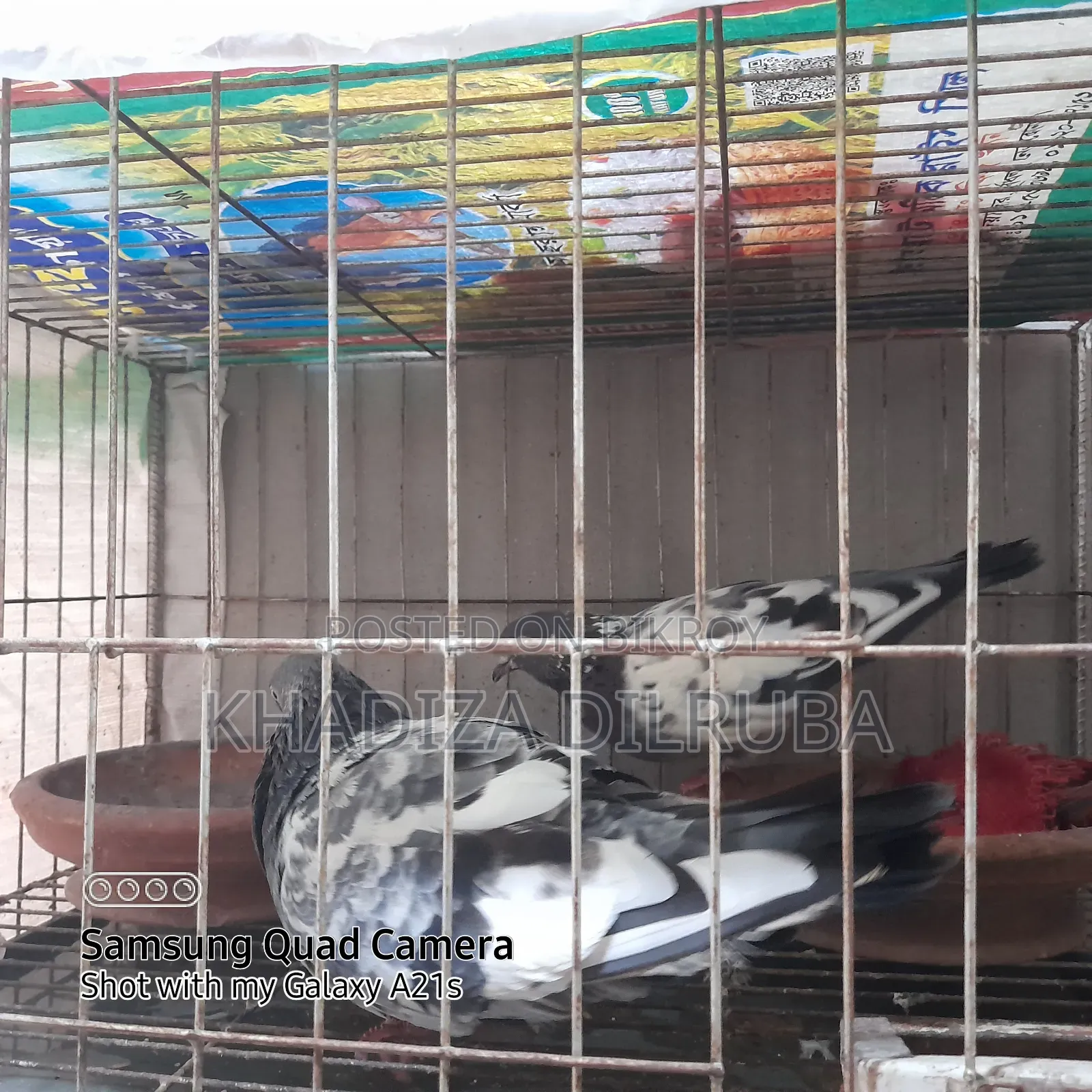 গিরিবাজ জোড়া