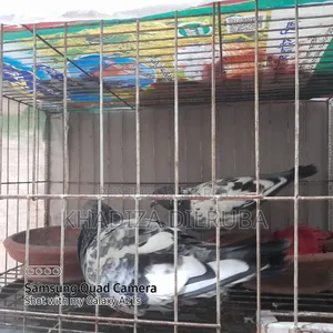 গিরিবাজ জোড়া