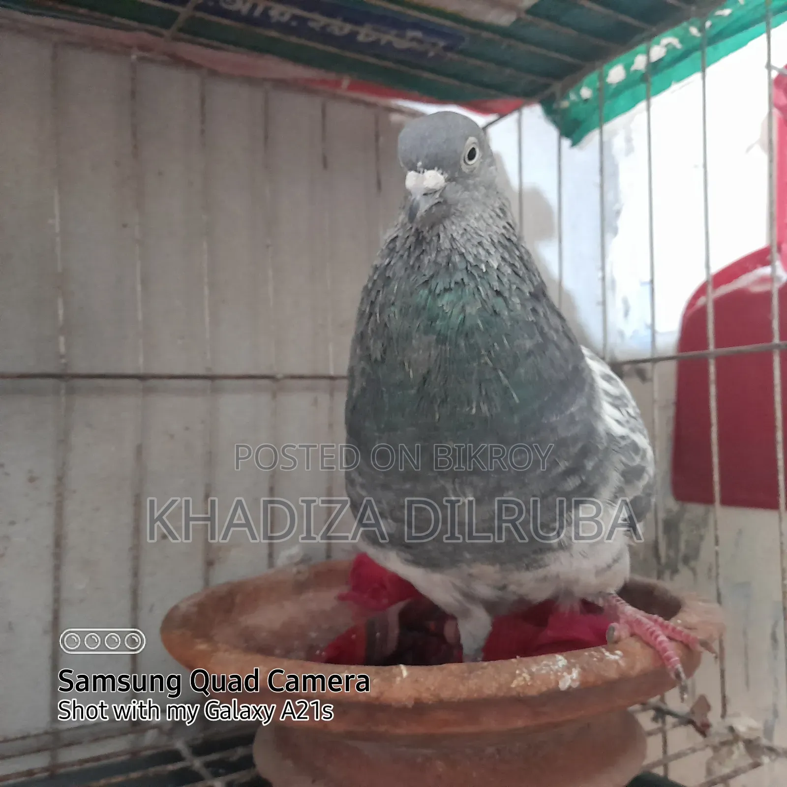 গিরিবাজ জোড়া