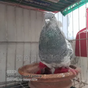 গিরিবাজ জোড়া