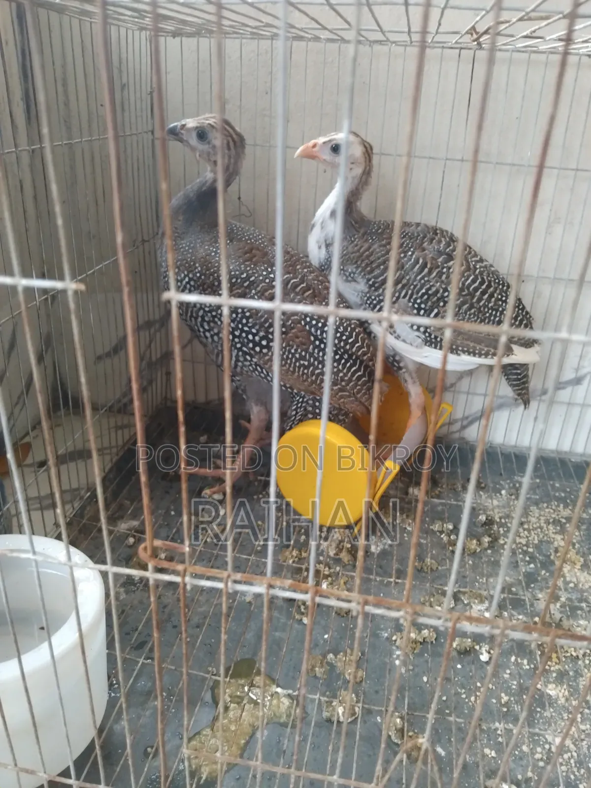 গিনিফাউল