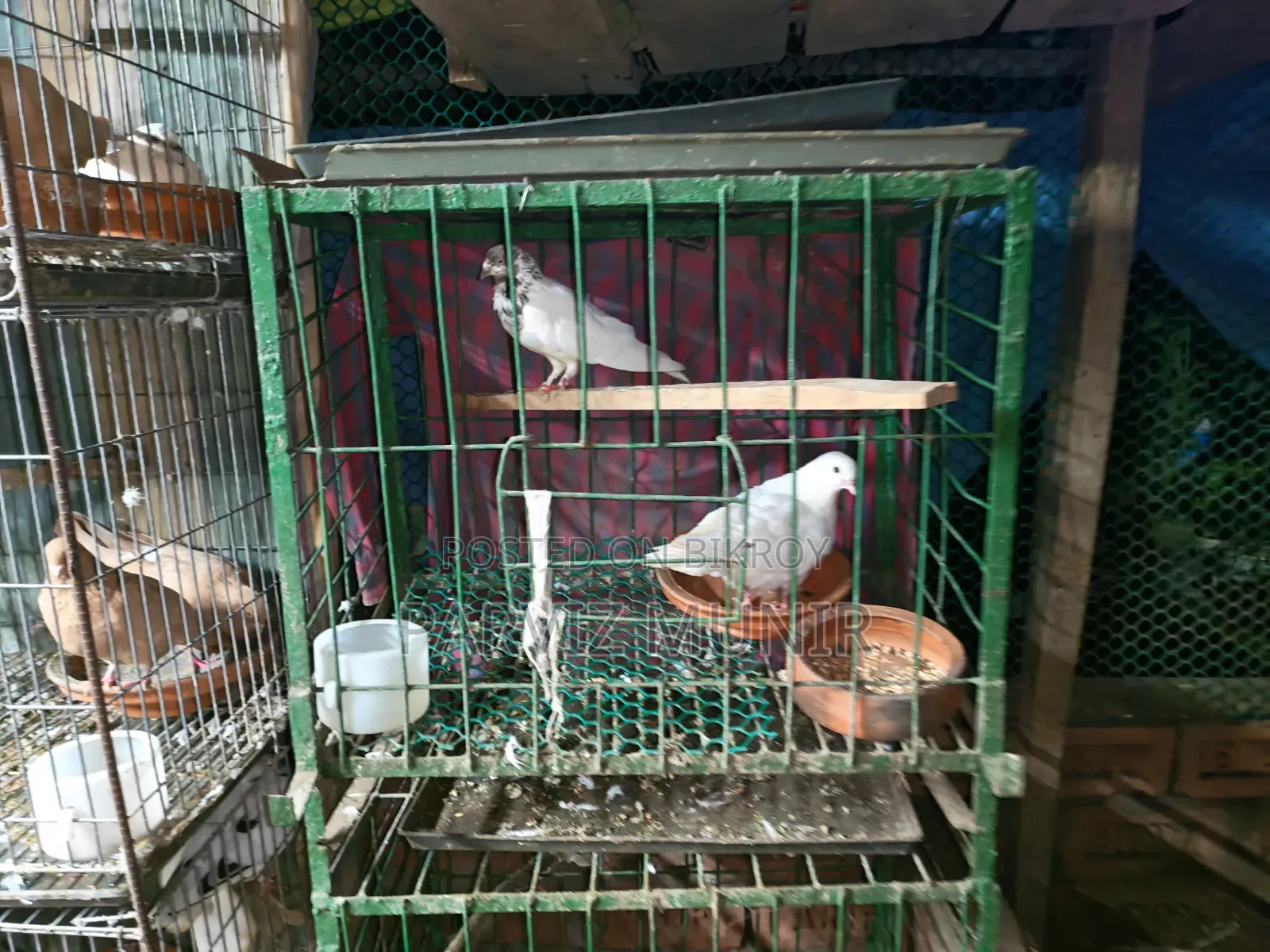 Running Bengali Pigeon Pair