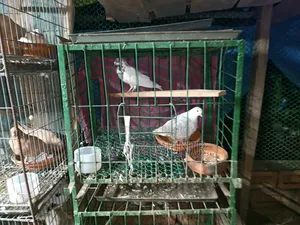 Running Bengali Pigeon Pair