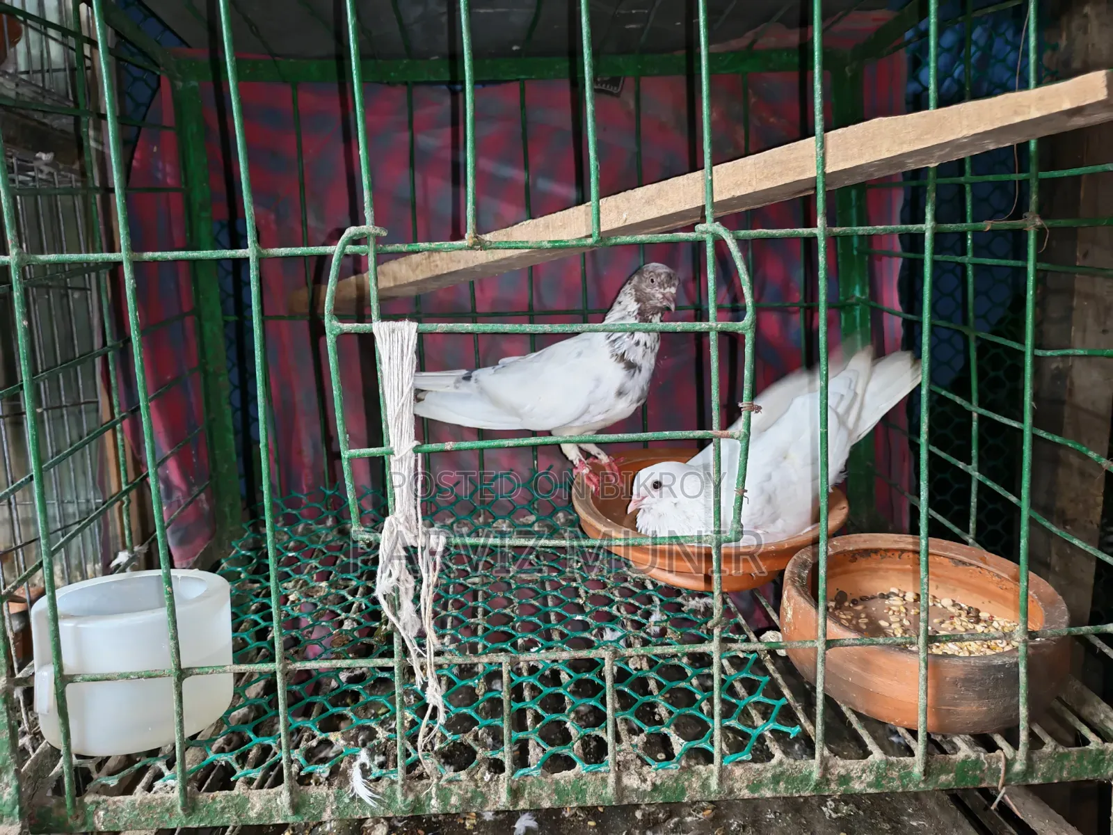 Running Bengali Pigeon Pair
