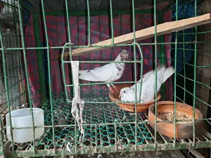Running Bengali Pigeon Pair