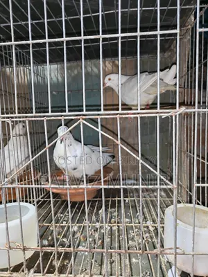 Running Bengali Pigeon Pair