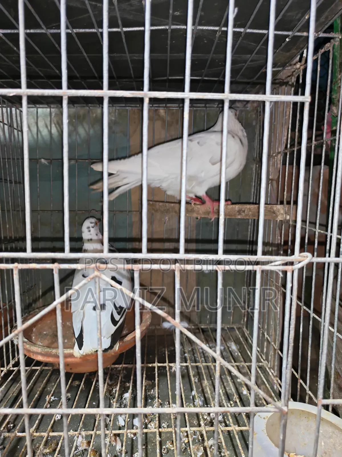 Running Bengali Pigeon Pair