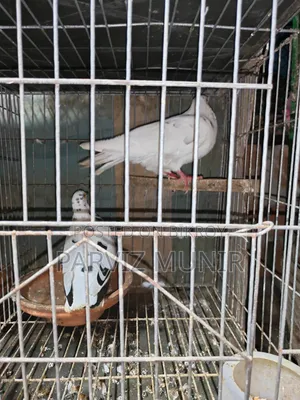 Running Bengali Pigeon Pair