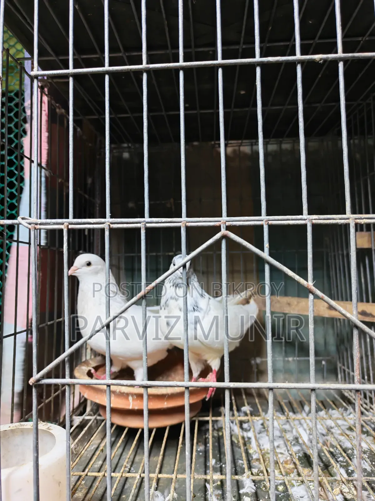 Running Bengali Pigeon Pair