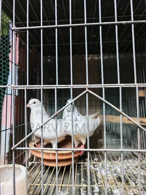 Running Bengali Pigeon Pair