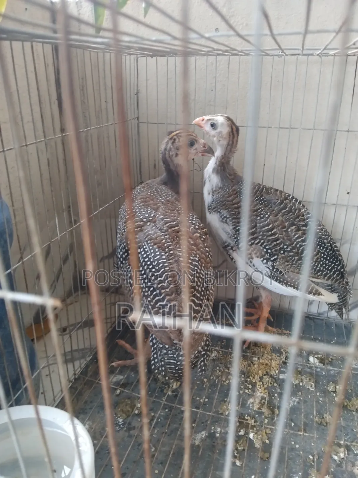 গিনিফাউল